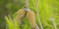 Two pine cones on a branch Royalty Free Stock Photo