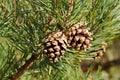 Two pine cones Royalty Free Stock Photo