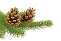 Two pine cones and fir tree branch on a white background, Christmas decoration Royalty Free Stock Photo