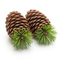 Two pine cones with green needles resting on a white background Royalty Free Stock Photo