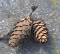 Two pine cones on the ground Royalty Free Stock Photo