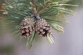 Two Pine Cones On Branch Royalty Free Stock Photo