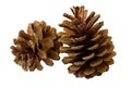 Two pine cones isolated on white Royalty Free Stock Photo