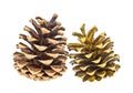 Two pine cones isolated on white background Royalty Free Stock Photo