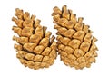 Two pine cones isolated on white background Royalty Free Stock Photo