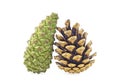 Two pine cones isolated on white background Royalty Free Stock Photo