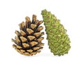 Two pine cones isolated on white background Royalty Free Stock Photo