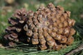 Two pine cones lying on the grass