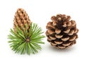 Two pine cones and needles Royalty Free Stock Photo