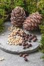 Two pine cones and nuts on a gray concrete background Royalty Free Stock Photo