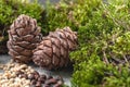 Two pine cones, nuts and natural moss on a gray concrete background. Background image Royalty Free Stock Photo