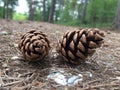 Two pine cones