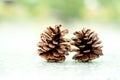 Two pine cones on reflective surface with soft natural background Royalty Free Stock Photo