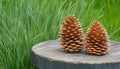 Two pine cones sit on a weathered wooden stump with green grass in the background Royalty Free Stock Photo