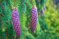 Two pine cones on a tree Royalty Free Stock Photo