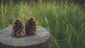 Two pine cones on a tree stump against a background of green grass Royalty Free Stock Photo