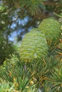 Two green pine cones upright on a branch Royalty Free Stock Photo