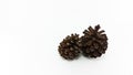 Two pine cones in white background Royalty Free Stock Photo