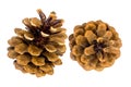 Two pine cones on a white isolated background_ Royalty Free Stock Photo