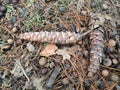 Two Pine Tree Cones Lying on Ground between Acrons.