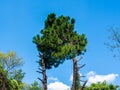 Two pine trees combined into one  strange tree Royalty Free Stock Photo