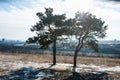 Two pine-trees in the field