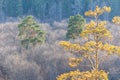 Two pine trees grow on the edge of the forest on top of the hill on a sunny day. trees on top of the mountain with spring forest Royalty Free Stock Photo