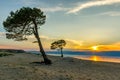 Two pine trees on the shore of Lake Baikal