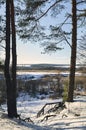 Two pine trees stand on the banks of the river, snow is all around and tree roots stick out of the snow Royalty Free Stock Photo