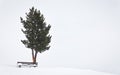 Two pine trees stand beside a wooden bench, surrounded by a pristine white snowy landscape Royalty Free Stock Photo