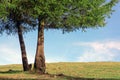 Two pine trunks on sunny day