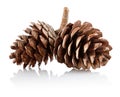 Two pinecones on branch Royalty Free Stock Photo