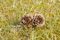 Two pinecones in grass Royalty Free Stock Photo