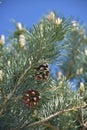 Pair of Pinecones Hanging from a Pine Tree