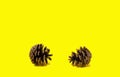 Two pinecones on a yellow background Royalty Free Stock Photo