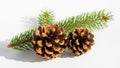 Two pinecones with pine needles Royalty Free Stock Photo
