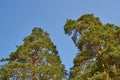 Two pines against the sky Royalty Free Stock Photo