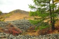 Two pines and low bushes grow from an ancient stone burial ground Royalty Free Stock Photo