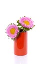 Two pink Anjer daisies Royalty Free Stock Photo