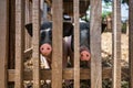 Two pink and black spotted Pot Bellied pig, Miniature pig in wooden stall Royalty Free Stock Photo