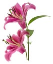 Two pink blooming Lily flowers on green stem with leaves isolated on white background with clipping path, close-up Royalty Free Stock Photo
