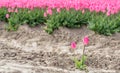 Two pink blooming tulips next to the edge of the flower bed Royalty Free Stock Photo