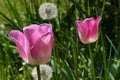 Two pink blossoming tulip flowers, possibly single late type, growing on spring garden lawn Royalty Free Stock Photo