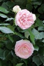 Two pink blossoms of a pretty English Rose on front of green ivy. Royalty Free Stock Photo