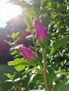 Two pink buds of hibiscus of blossoms with green leaves and sunlight Royalty Free Stock Photo