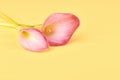 Two pink Calla lilies on yellow background for Valentines day card or Valentines gift, birthday, dating, anniversary Royalty Free Stock Photo