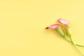 Two pink Calla lilies on yellow background for Valentines day card or Valentines gift, birthday, dating, anniversary Royalty Free Stock Photo