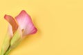 Two pink Calla lilies on yellow background for Valentines day card or Valentines gift, birthday, dating, anniversary Royalty Free Stock Photo