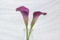 Two pink calla lily flowers isolated on white Royalty Free Stock Photo