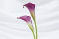 Two pink calla lily flowers isolated on white Royalty Free Stock Photo